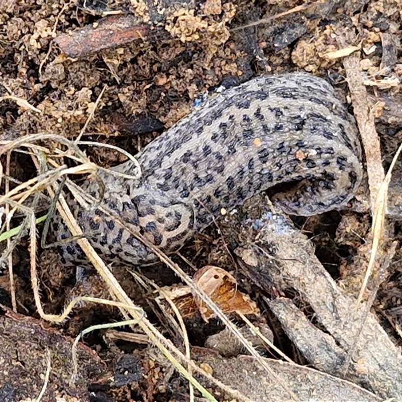 Limax maximus