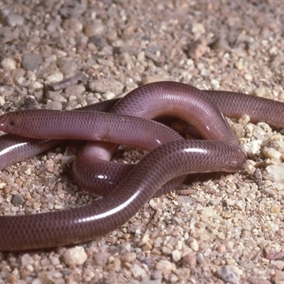 Anilios nigrescens