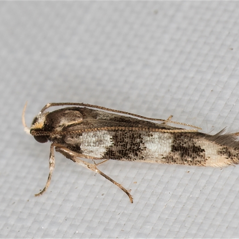 Limnaecia (genus)