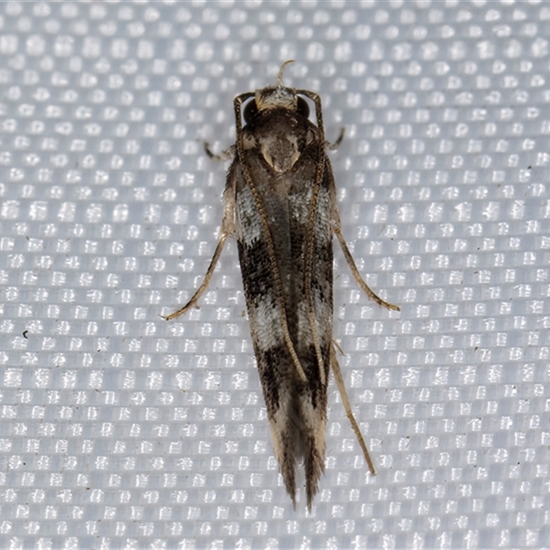 Limnaecia (genus)