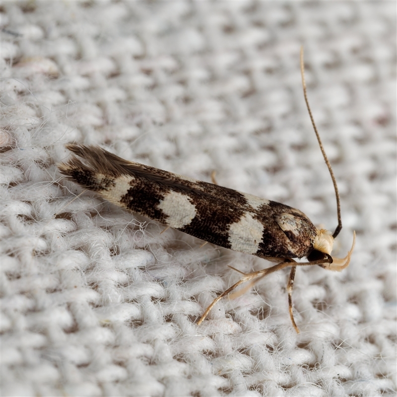 Limnaecia (genus)