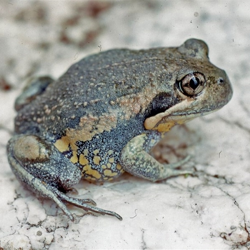 Limnodynastes dumerilii