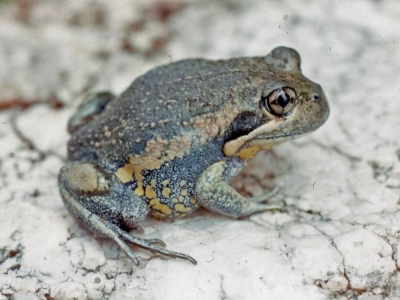 Limnodynastes dumerilii (Eastern Banjo Frog)