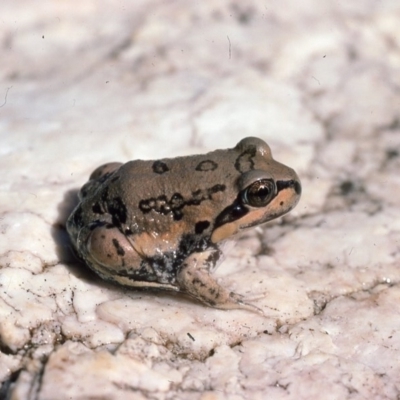 Limnodynastes interioris