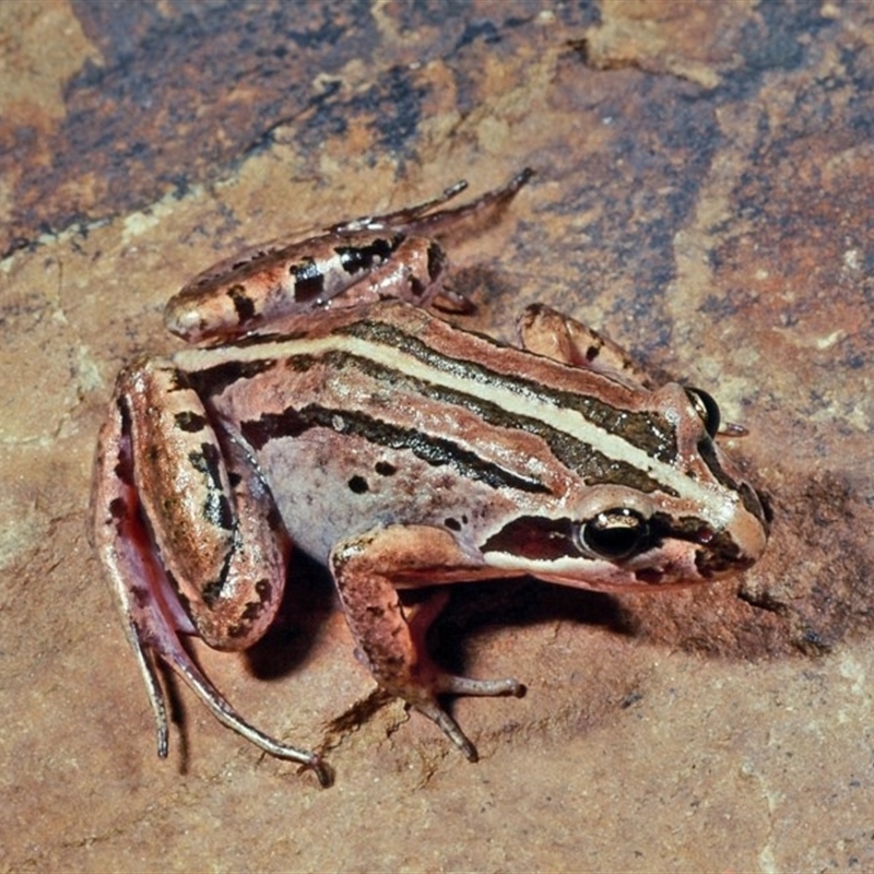 Limnodynastes peronii