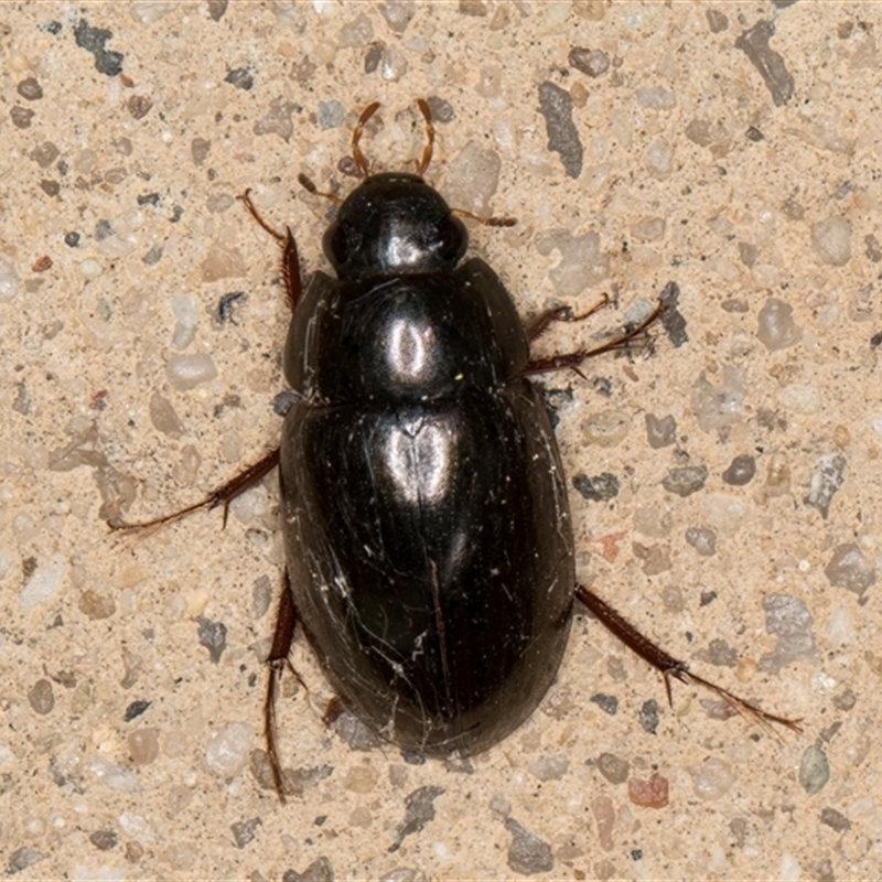 Limnoxenus zealandicus