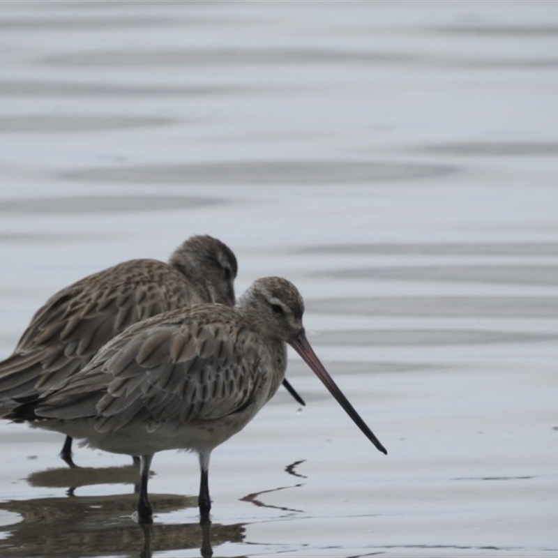 Limosa lapponica