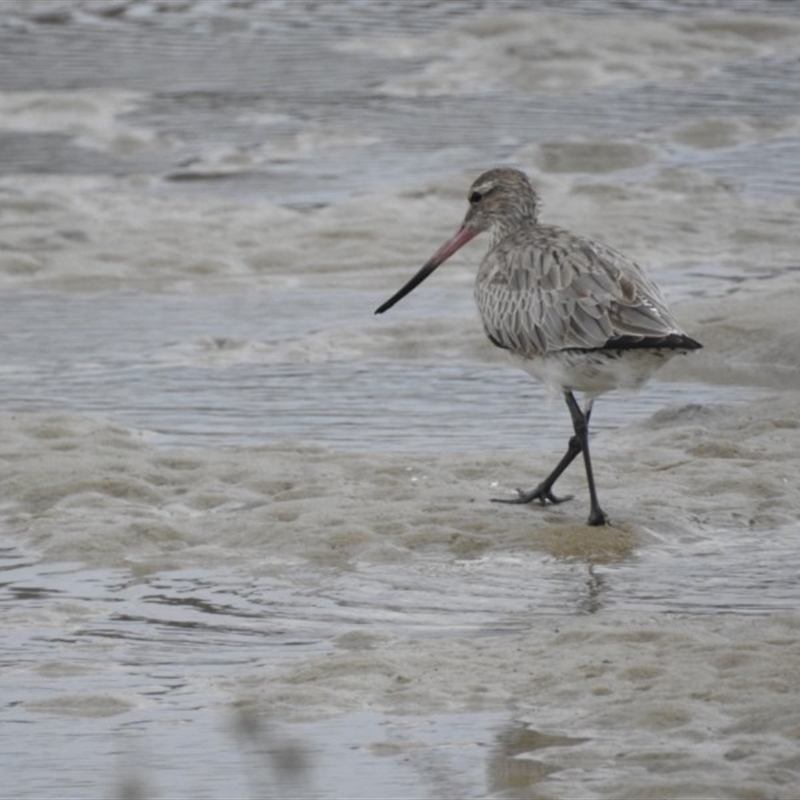 Limosa lapponica