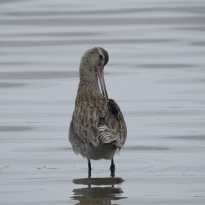 Limosa lapponica