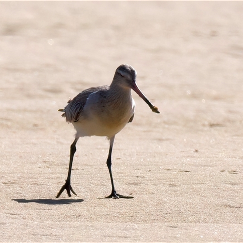 Limosa lapponica