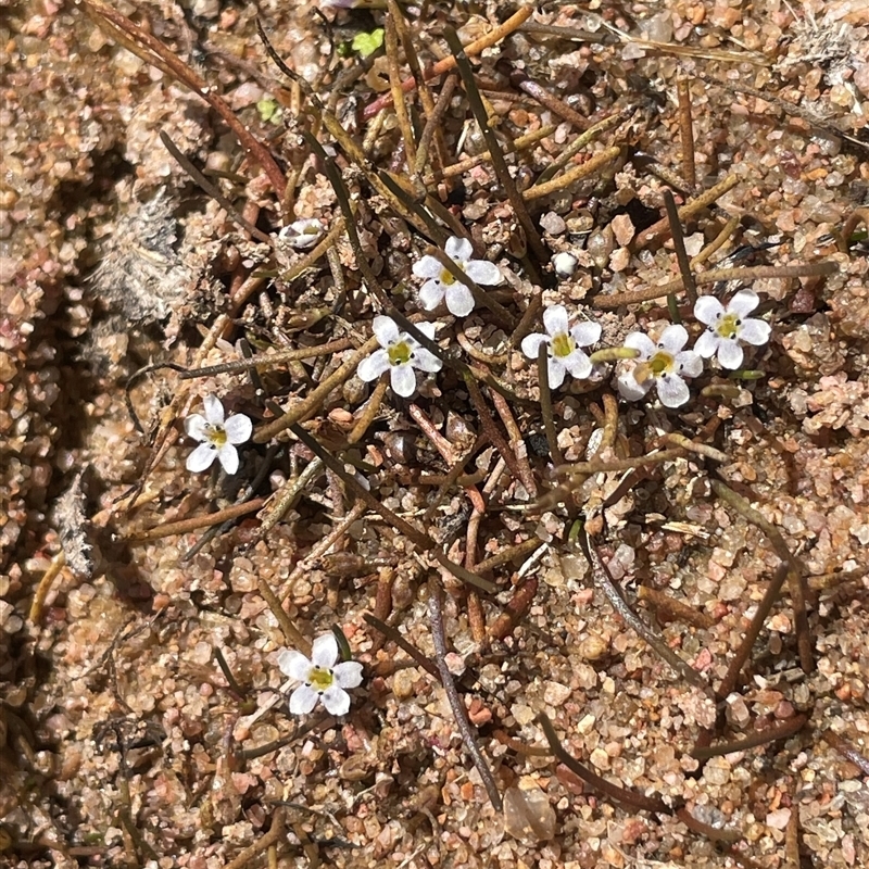 Limosella australis