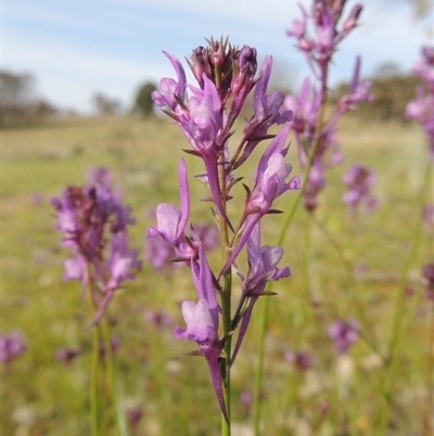 Linaria pelisseriana