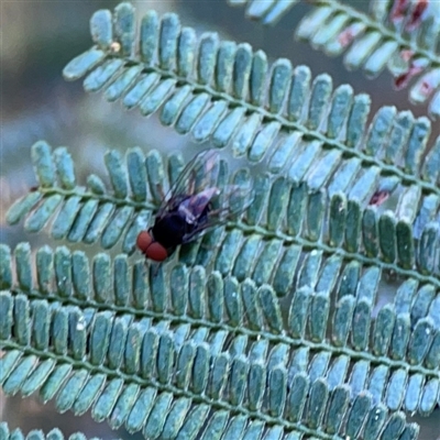 Lindneromyia sp.