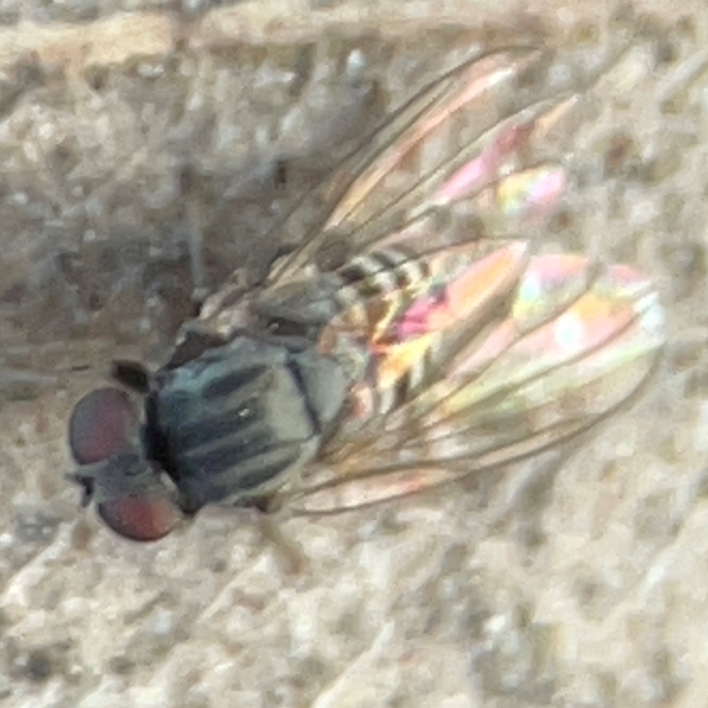 Lindneromyia sp.