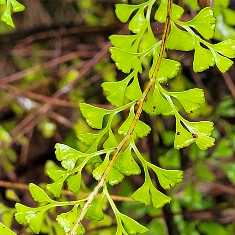 Lindsaea microphylla