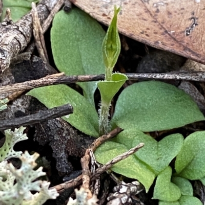 Linguella nana