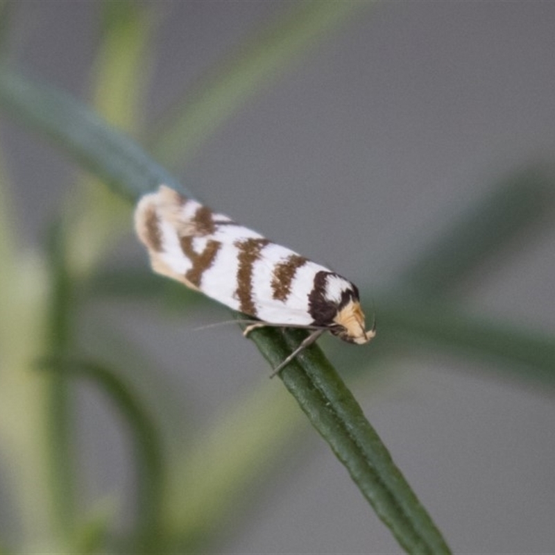 Linosticha cyclophragma