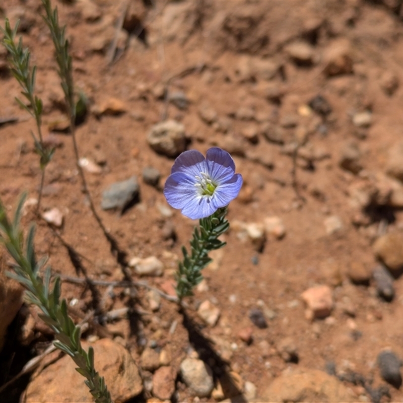 Linum marginale