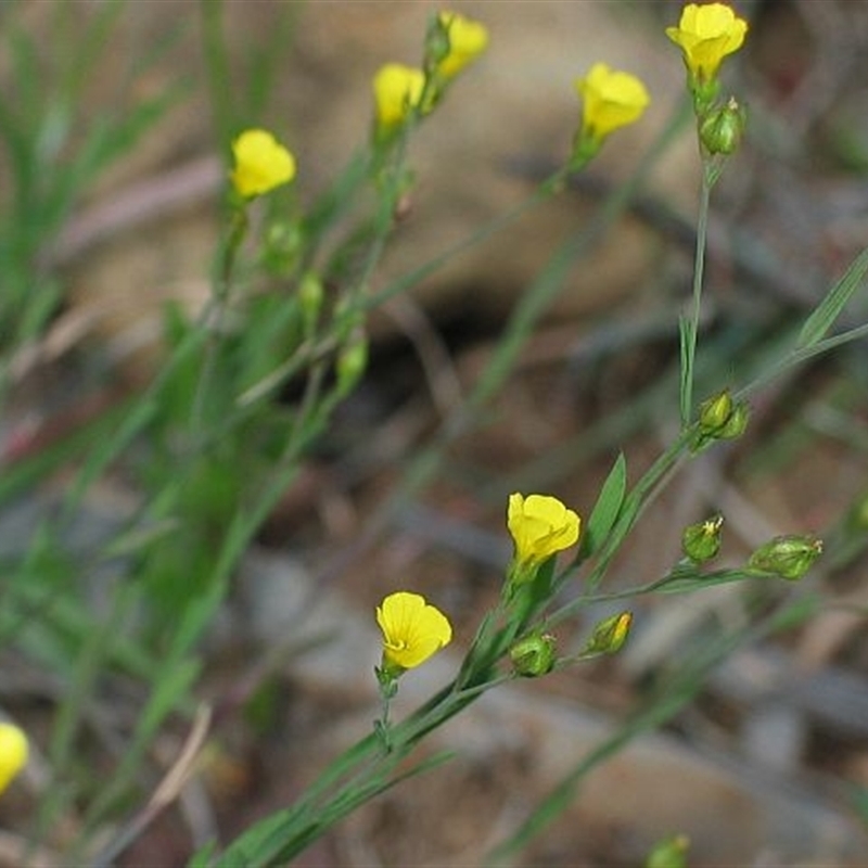 Linum trigynum