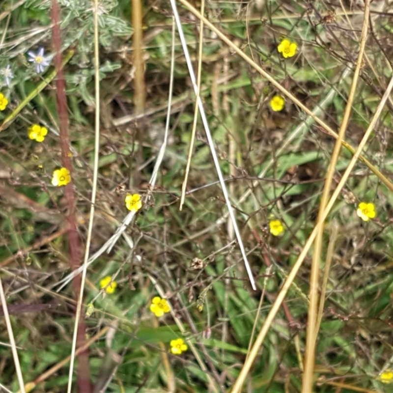 Linum trigynum