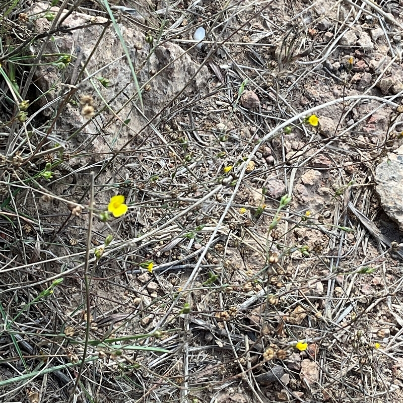 Linum trigynum
