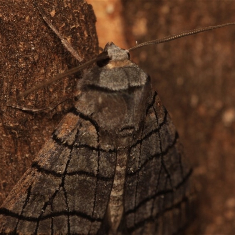 Liometopa rectilinea