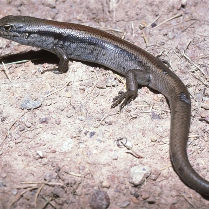 Liopholis montana