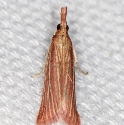 Lioprosopa rhodobaphella or nearby species