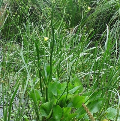 Liparophyllum exaltatum