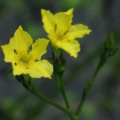 Liparophyllum exaltatum