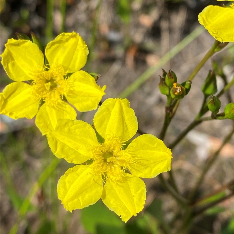 Liparophyllum exaltatum