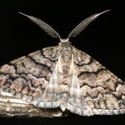 Lipogya exprimataria