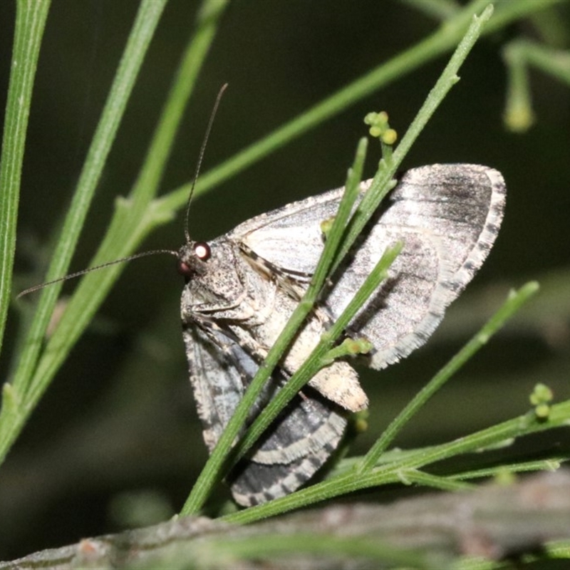 Female underside