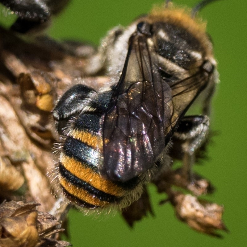 Lipotriches (Austronomia) australica