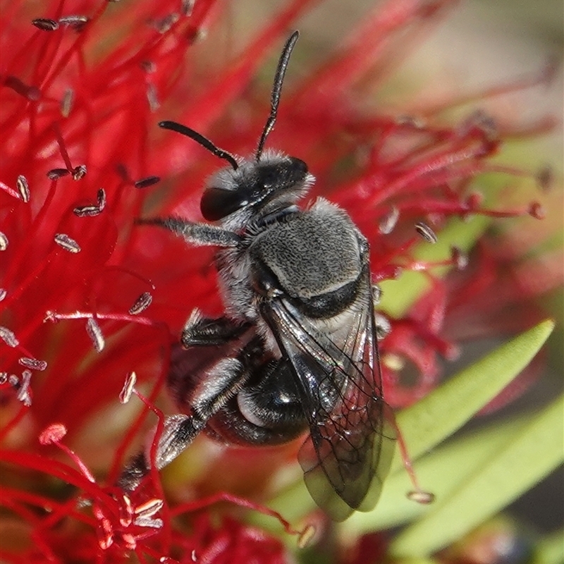 Lipotriches (Austronomia) muscosa