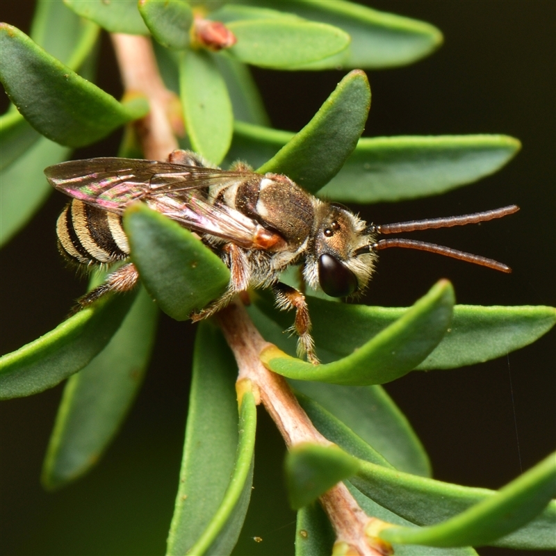 Lipotriches (Austronomia) phanerura