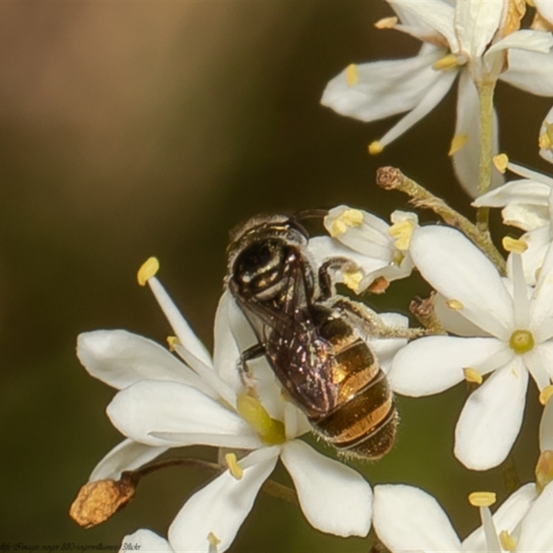 Lipotriches flavoviridis species group