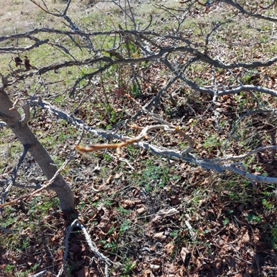 Liquidambar styraciflua