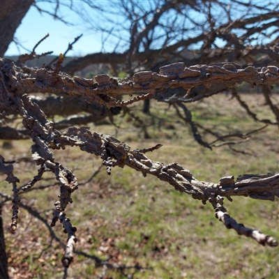 Liquidambar styraciflua