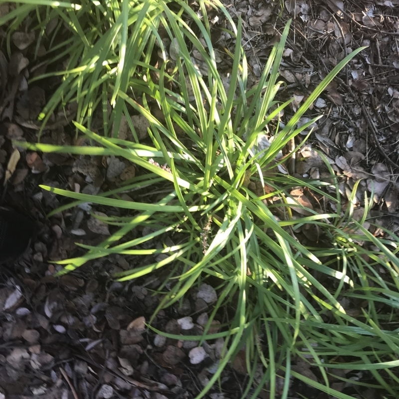 Liriope muscari