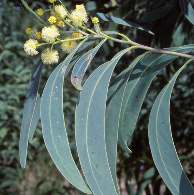 Acacia falciformis