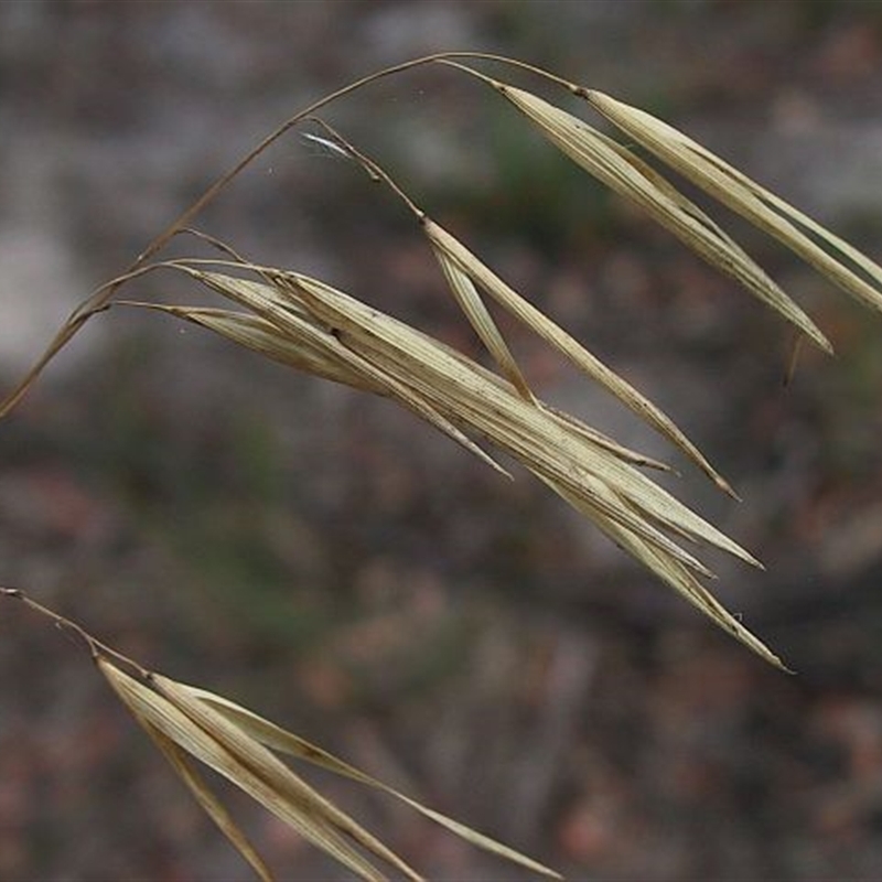 Anisopogon avenaceus