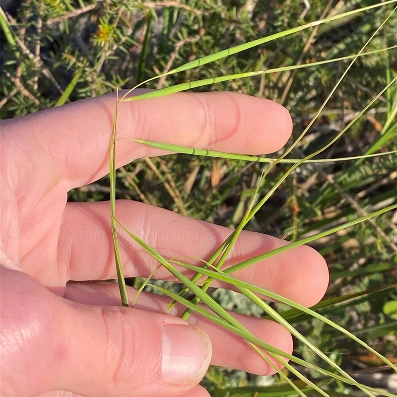 Anisopogon avenaceus