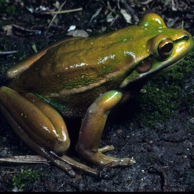 Litoria aurea