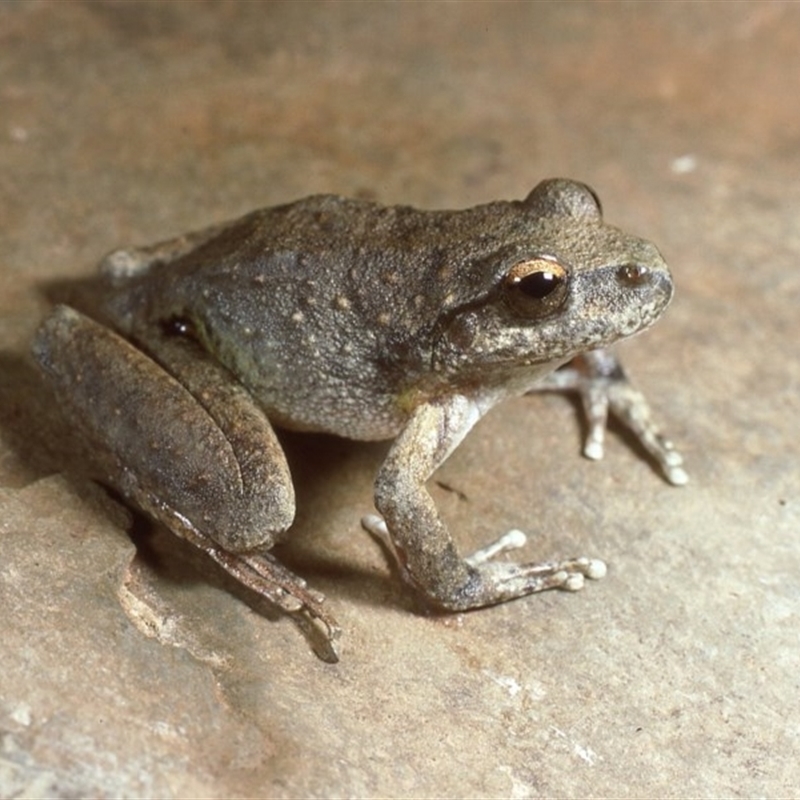 Litoria booroolongensis