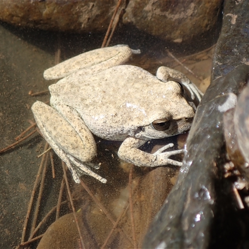 Litoria booroolongensis