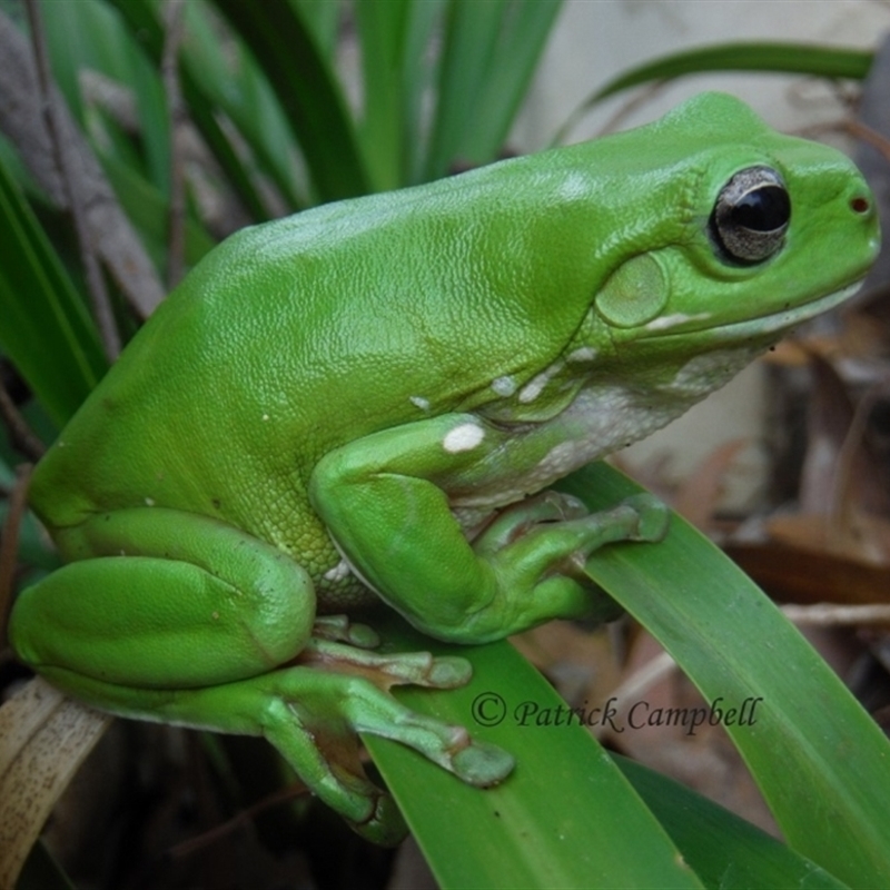 Litoria caerulea