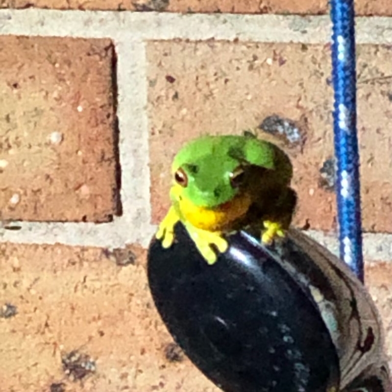 Litoria chloris