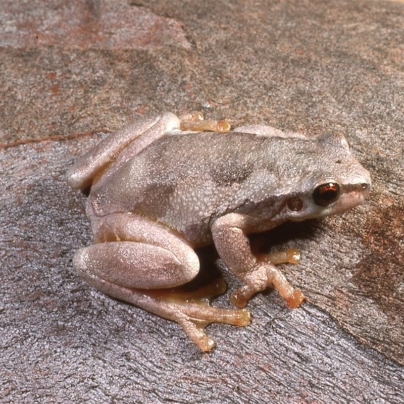 Litoria dentata