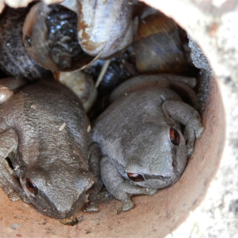 Litoria dentata